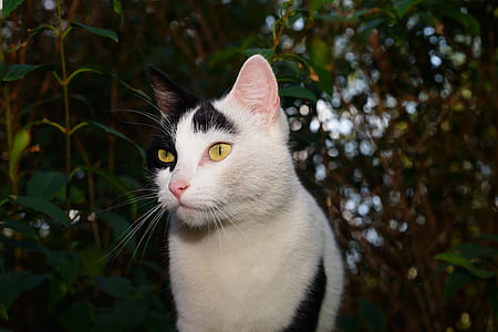 white and black cat thumbnail