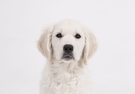 light cream golden retriever puppy thumbnail