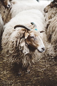 white sheep thumbnail