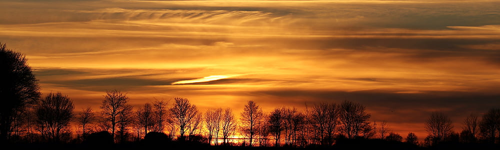 tree silhouette photo thumbnail