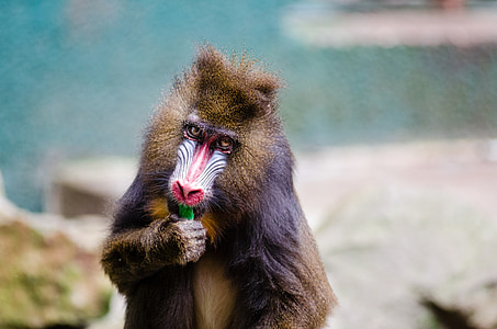 tilt shift focus photography of brown monkey thumbnail