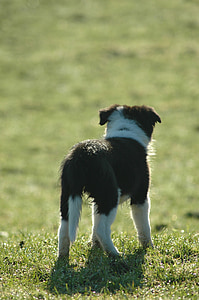 selective focus photo of black and white border collie puppy thumbnail