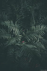 shallow focus photography of green plant thumbnail