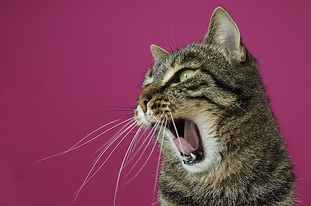 closeup photo of brown tabby cat thumbnail
