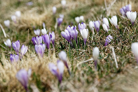 purple and white flowers thumbnail