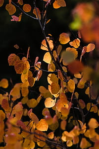 brown leafed plant thumbnail