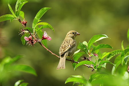 Gray Small Bird on Green Leaves thumbnail