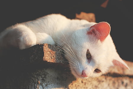 white cat lying down on brown surface thumbnail