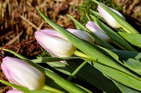 closeup photo of white and purple tulips at daytime thumbnail