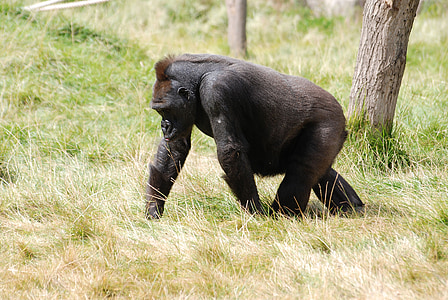 black and brown gorilla on green grass beside tree during daytime thumbnail