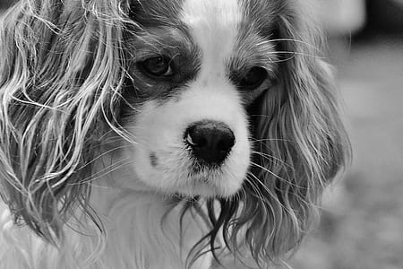 grayscale photography of Cavalier King Charles spaniel thumbnail