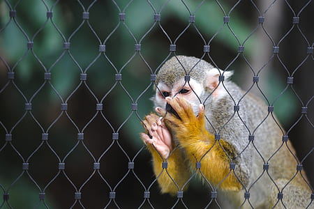 monkey holding fence thumbnail