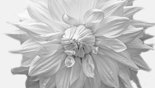 white dahlia flower with water dews thumbnail