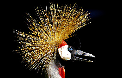 photo of black long-beak bird with twigs thumbnail