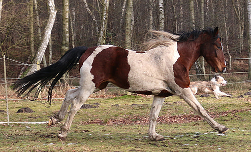 white and brown Horse running on fields thumbnail