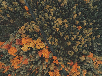 green and orange leafed plants thumbnail