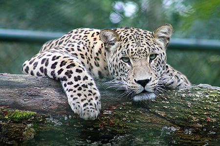 jaguar laying down on tree log during daytime thumbnail