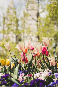 shallow focus photography of tulip flowers thumbnail