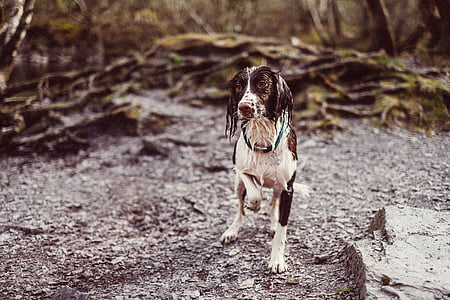 adult black and white Brittany spaniel thumbnail