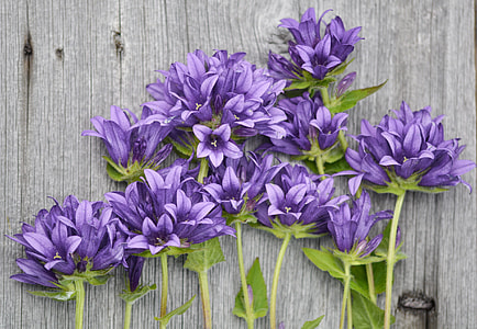 flat lay photo of purple flowers thumbnail
