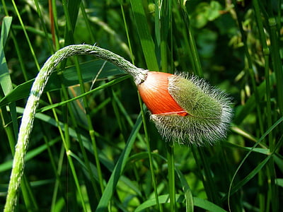 red poppy bud photography thumbnail