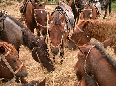 brown and black horse eating brown hay during day thumbnail