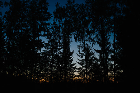 Dawn in a forest thumbnail
