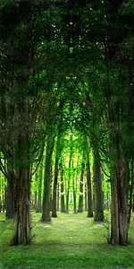 green tree pathway thumbnail
