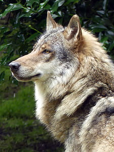 portrait photography of brown, gray, and black wolf thumbnail