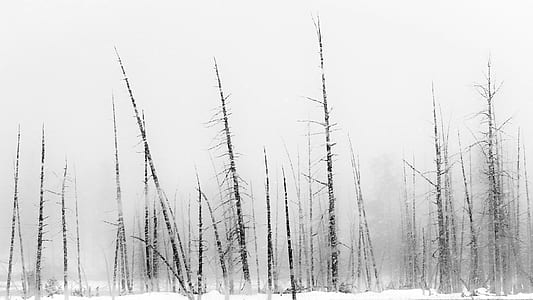 leafless trees covered with snow thumbnail