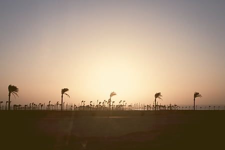 silhouette photo of palm trees thumbnail