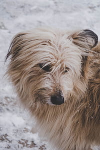 photo of long-coated brown dog thumbnail