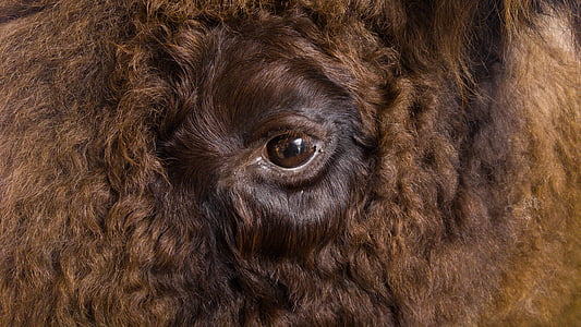 brown animal eye thumbnail