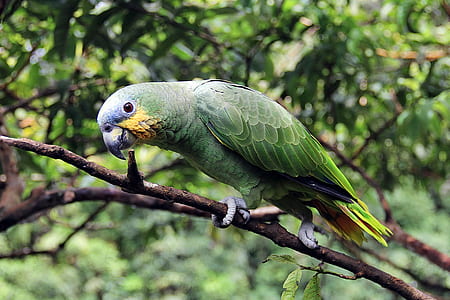 photo of green and yellow short-beaked bird perched on branch thumbnail