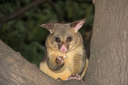 marsupial on tree thumbnail
