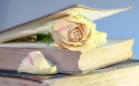 white rose in bookpage thumbnail