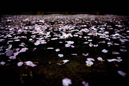 closeup photo of pink petals on ground thumbnail