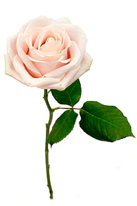 pink flower thumbnail