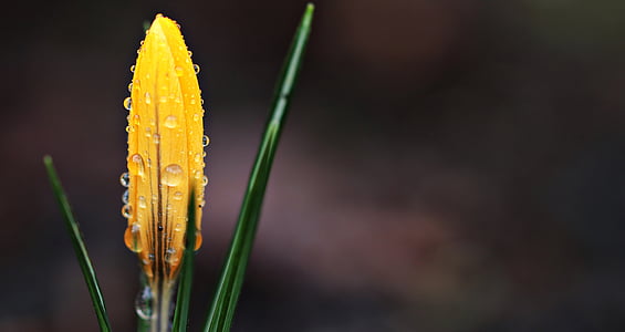 closeup photo of yellow flower bud with water droplets thumbnail