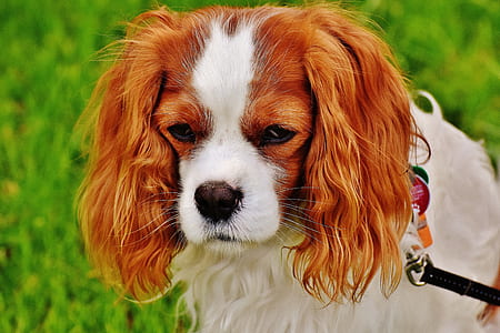 closeup photography of Cavalier King Charles spaniel thumbnail