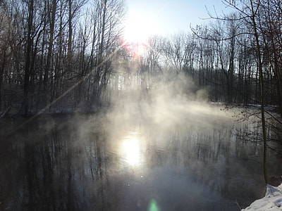 trees beside body of water thumbnail