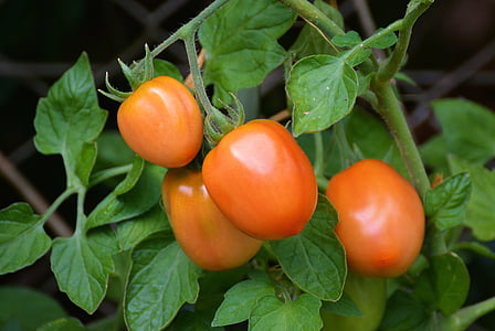 macro photography of orange tomato thumbnail