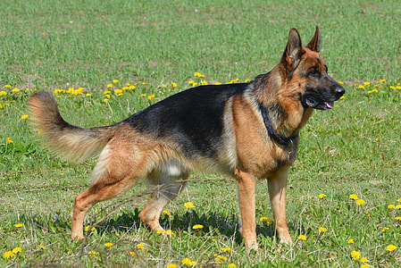 adult German Shepherd thumbnail