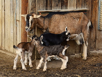 goat and three kid near house thumbnail