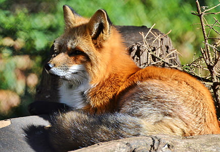 brown and grey fox during daytime thumbnail