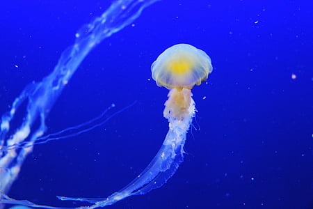 white and yellow jelly fish thumbnail