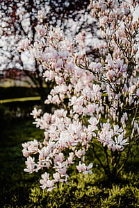 Magnolia tree in bloom thumbnail
