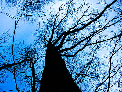 silhouette of tree during daytime thumbnail