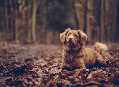 short-coated brown dog lying on brown leafy ground taken at daytime thumbnail