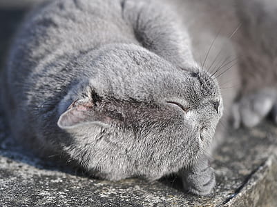 Russian blue cat lying on bed thumbnail